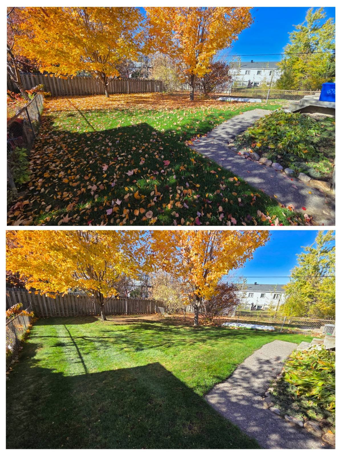 Yard cleanup before and after results